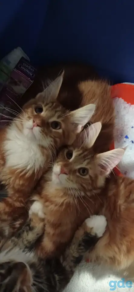 Котенок мейнкун (кот), фотография 6