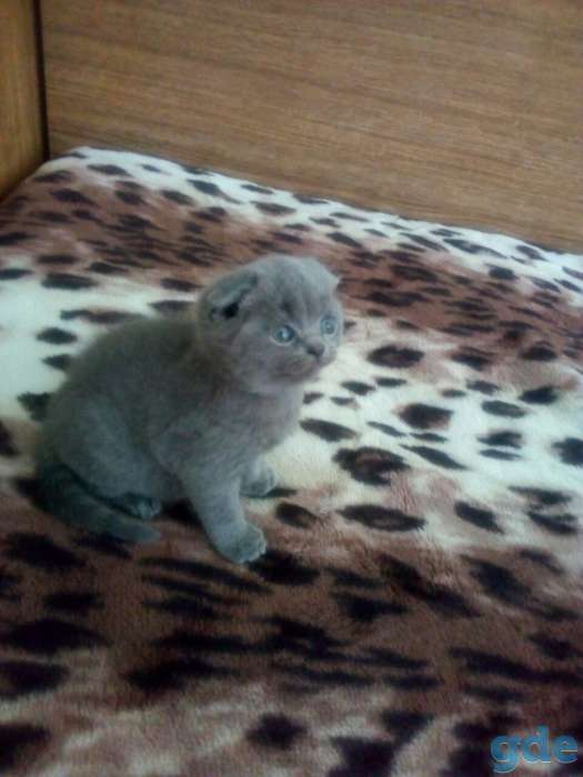 Шотландские котята, фотография 5