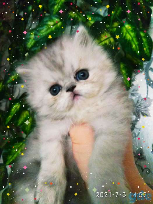 Персидские котята. Мальчики зайчики. Персы., фотография 5