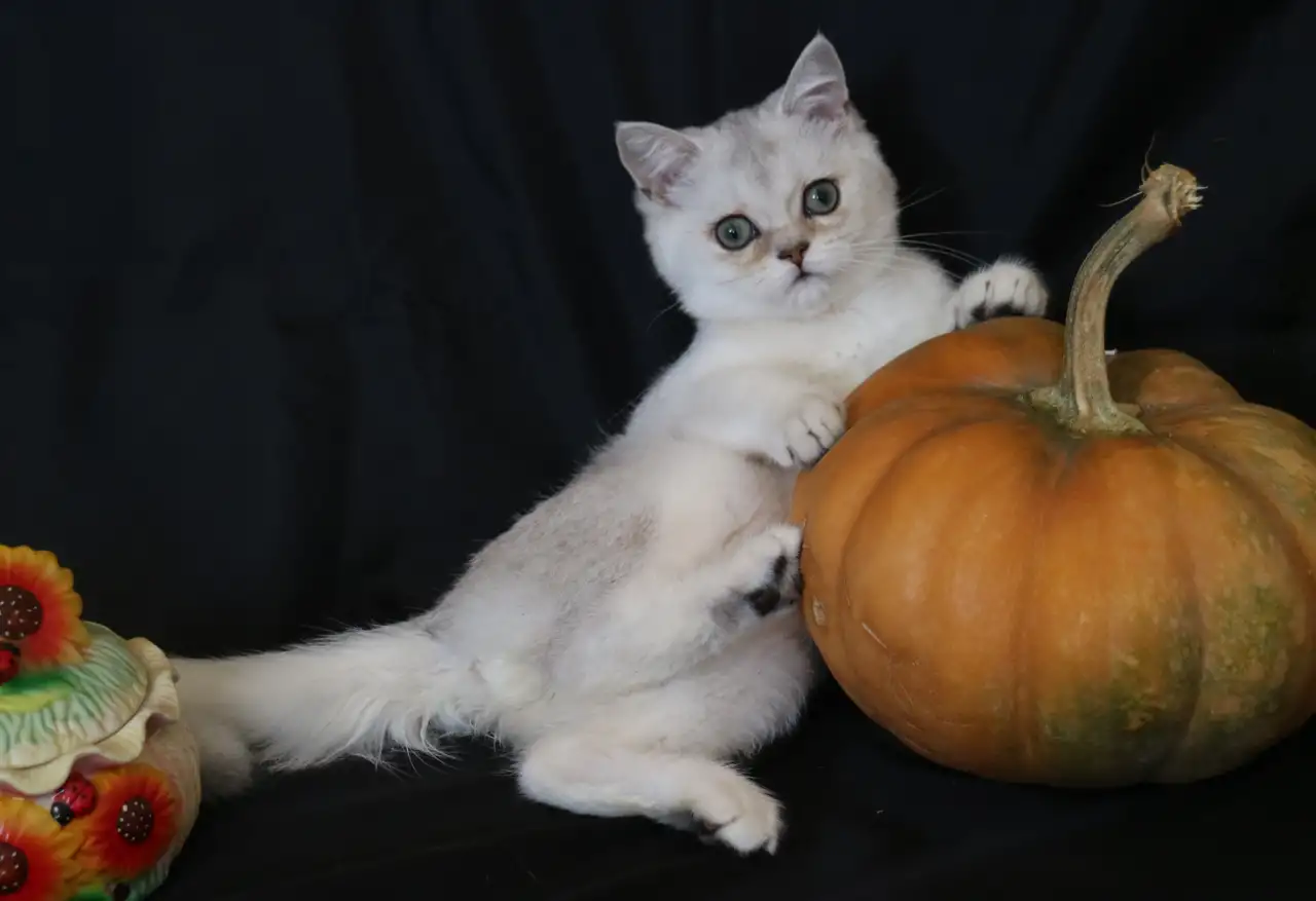 Шотландские котята, фотография 6