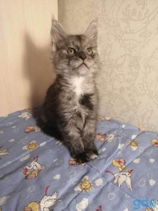 Продаются очаровательные котята Мейн-кун., фотография 1