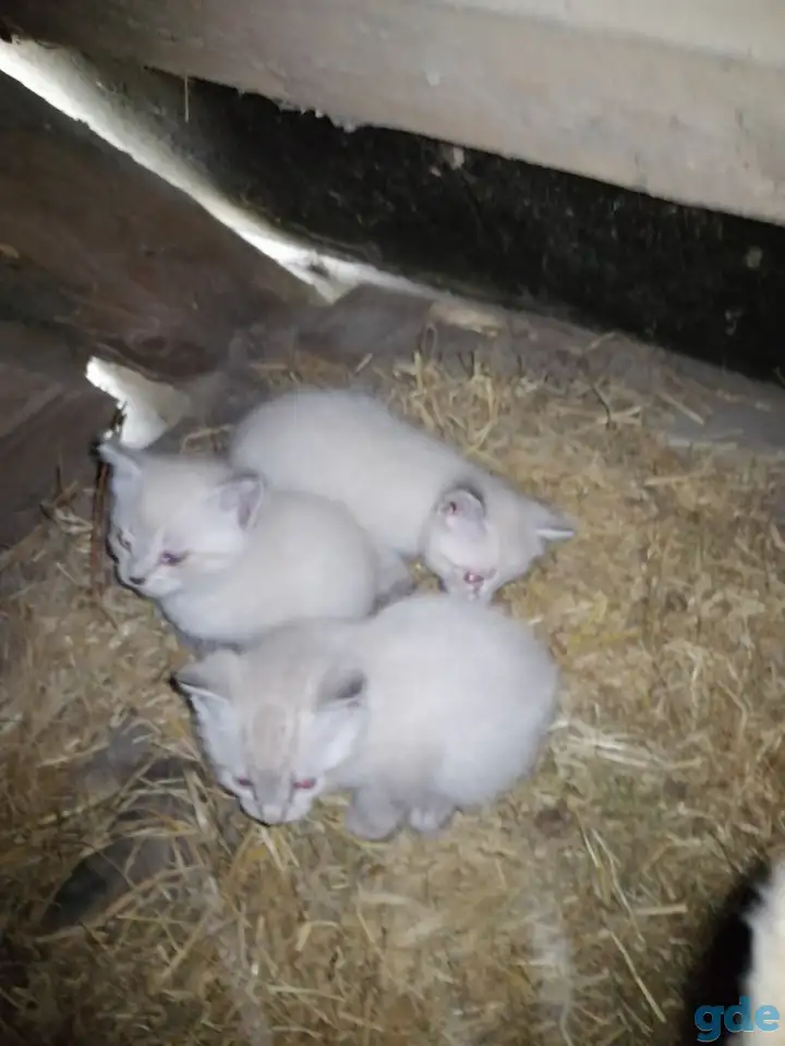 Котята в добрые руки, фотография 5