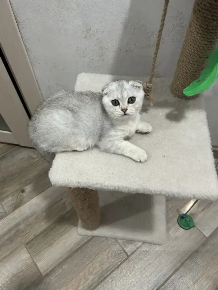 Шотландская девочка, фотография 2