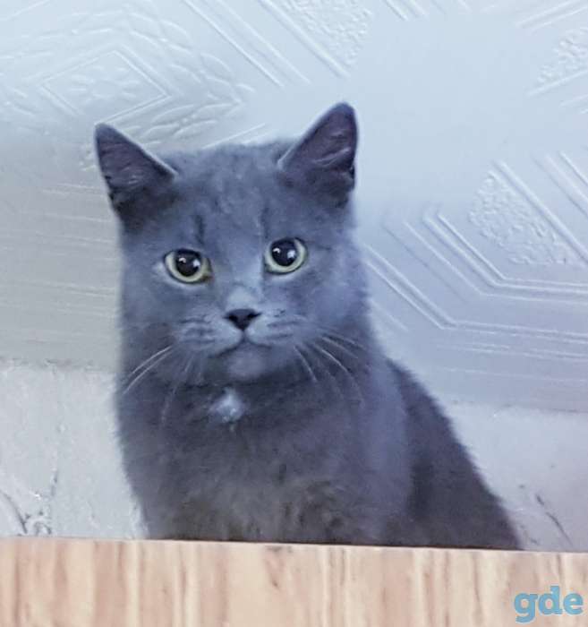 Котята бесплатно., фотография 7