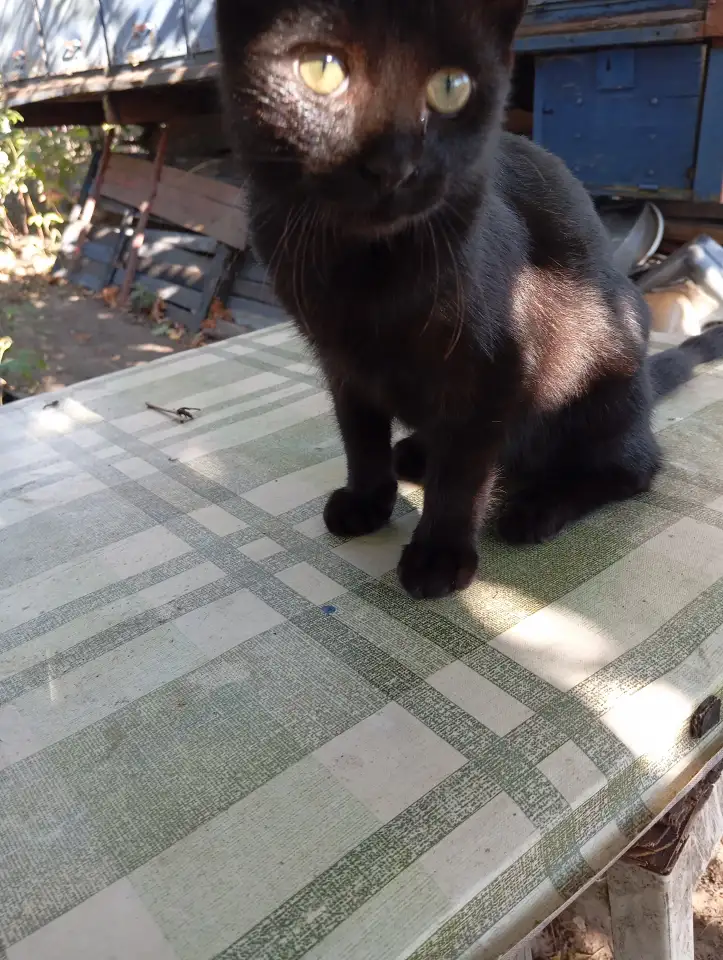 Самый лучший котенок, фотография 2
