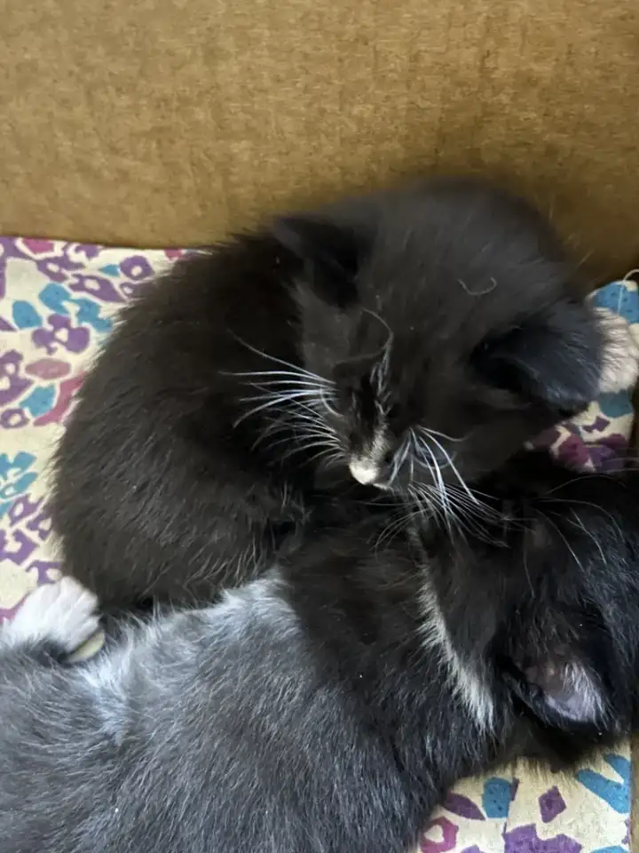 Котята ищут новый дом, фотография 5