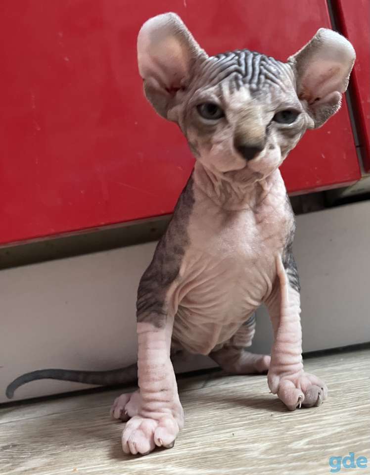Котёнок сфинкс Эльф мальчик, фотография 5