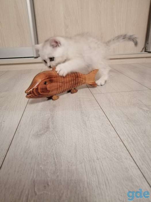 Котята, фотография 6