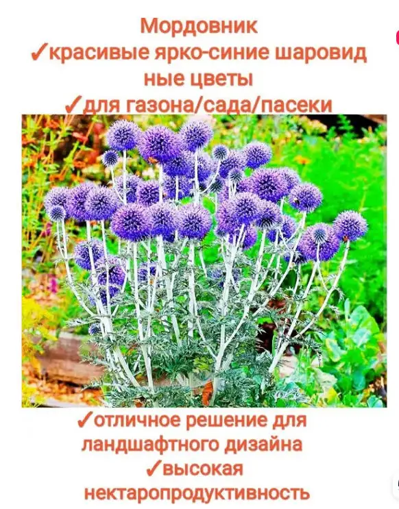 Мордовник шароголовый семена - лекарственное растение и отличный медонос, фотография 3