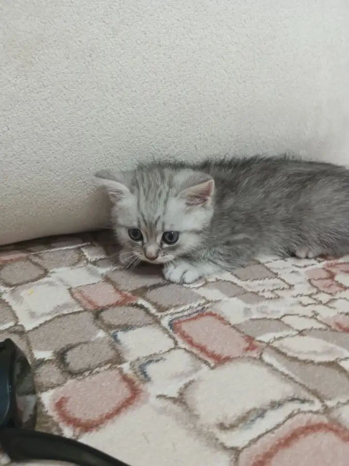 Шотландский котенок, фотография 2