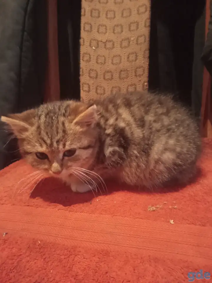 Найден котёнок, фотография 5