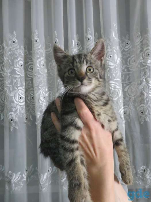 Котята в добрые руки, фотография 2