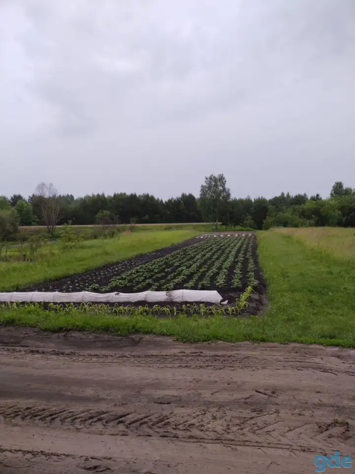 продажа дачи, Ветковский район, Рудня-Споницкая, фотография 8