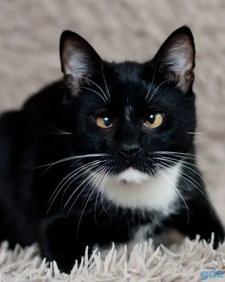 Котик в добрые руки, фотография 2