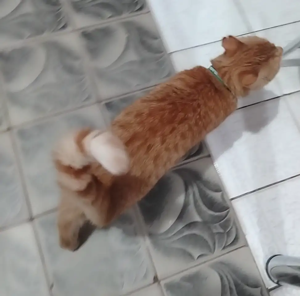 Пропал рыжий кот, фотография 5