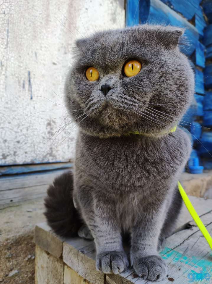 Шотландский вислоухий котенок, фотография 8
