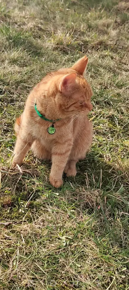 Пропал рыжий кот, фотография 9