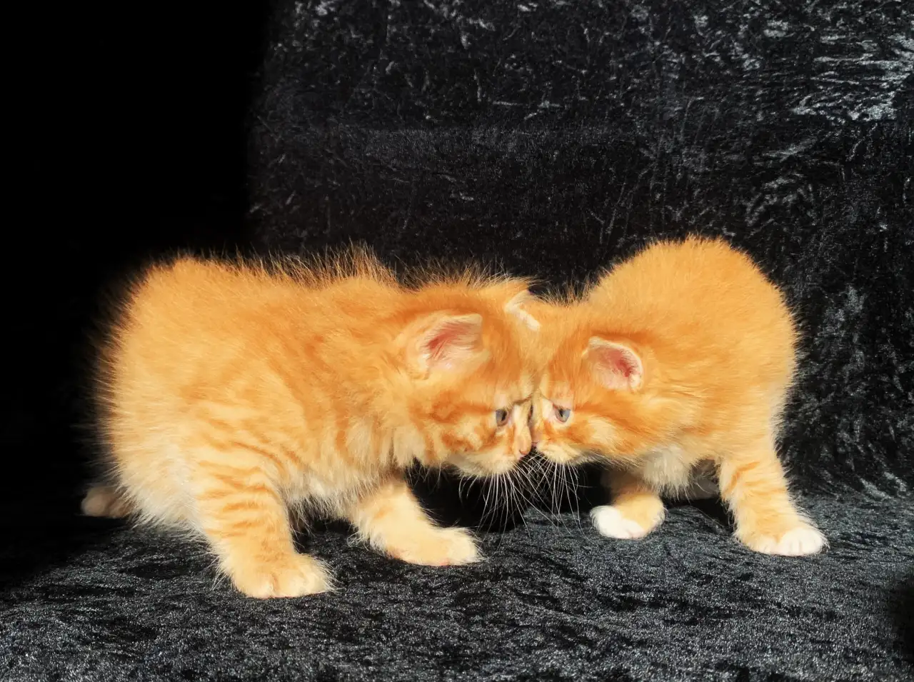 Котята курильский бобтейл с родословной, фотография 1