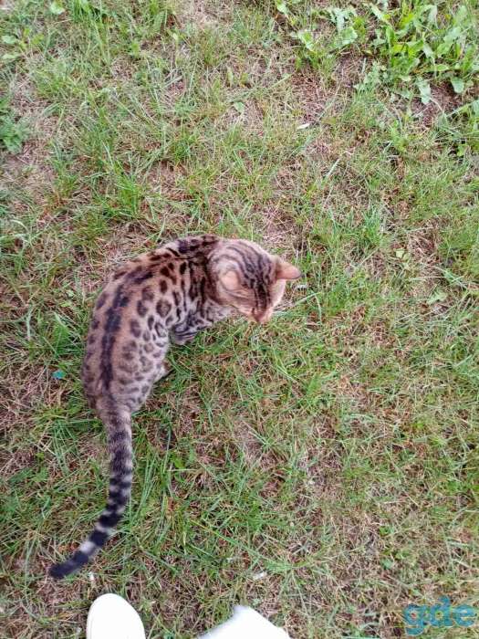 Бенгальский кот, фотография 3