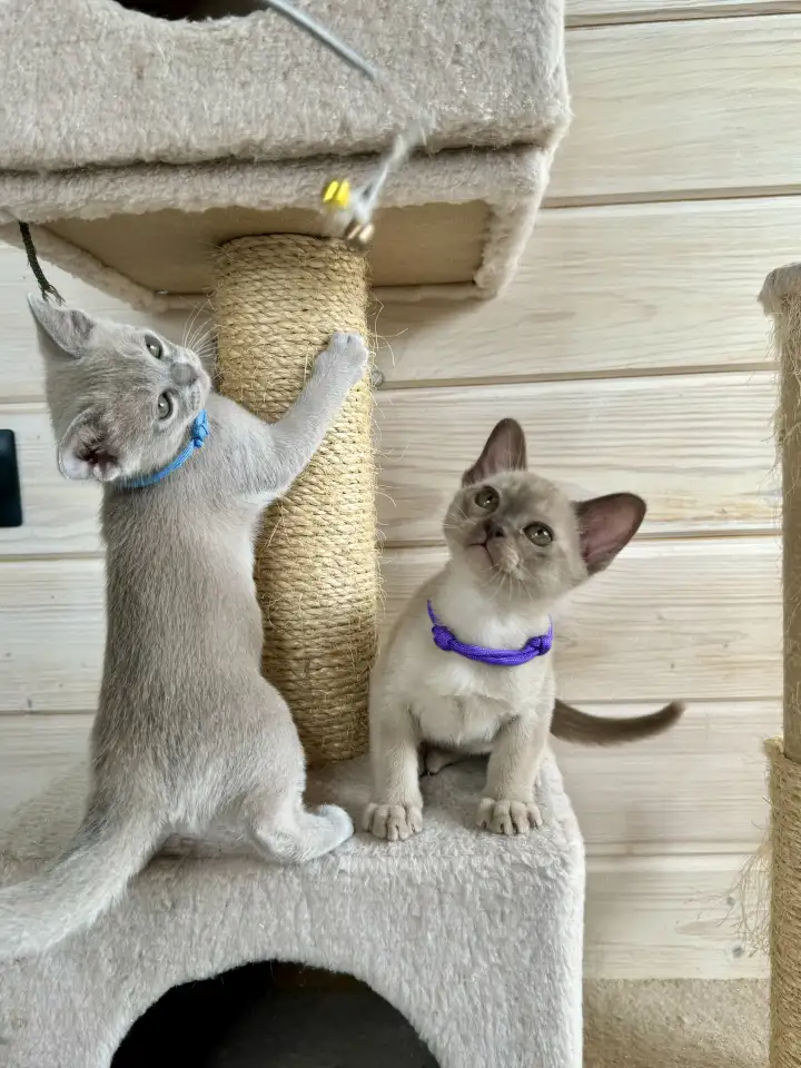 Продается котёнок Европейской бурмы, фотография 10