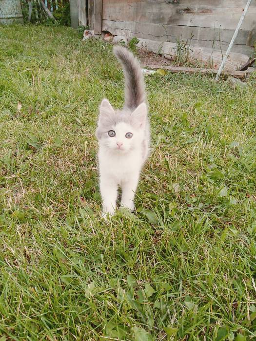 Котята в ДОБРЫЕ РУКИ, фотография 2