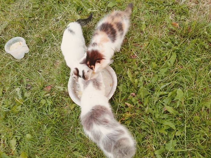 Котята в ДОБРЫЕ РУКИ, фотография 3