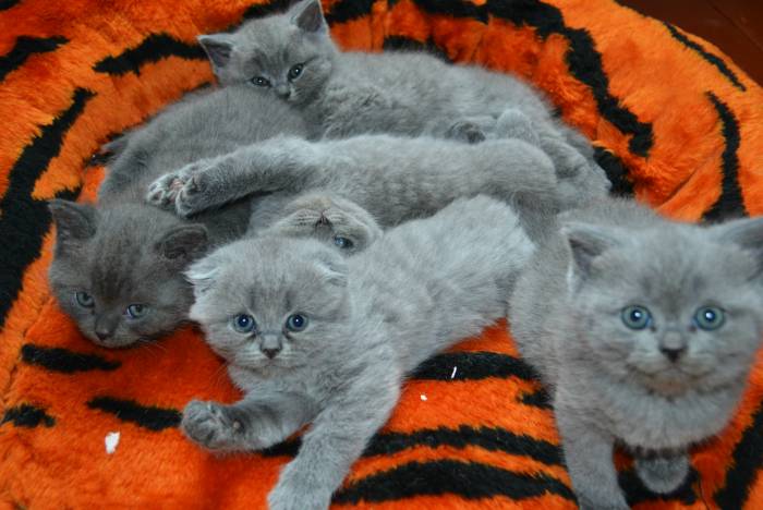 Шотландские котята, фотография 2