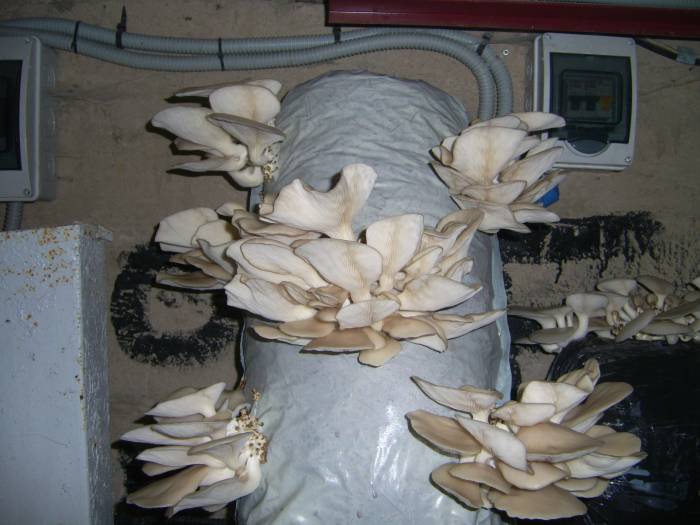 Грибные блоки, фотография 1