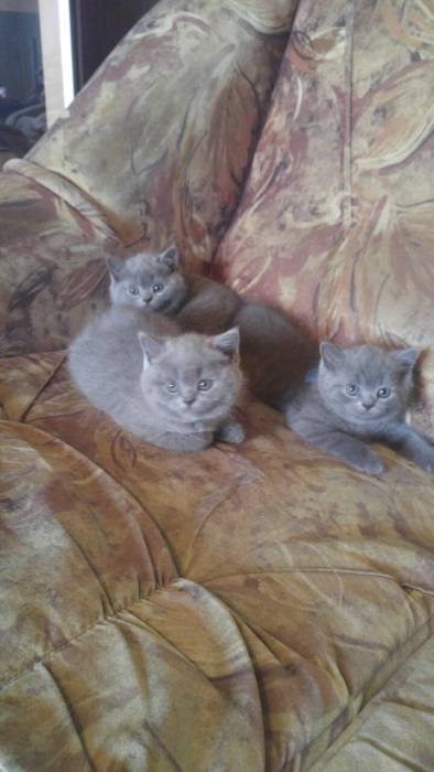 Продам британских котят, фотография 3