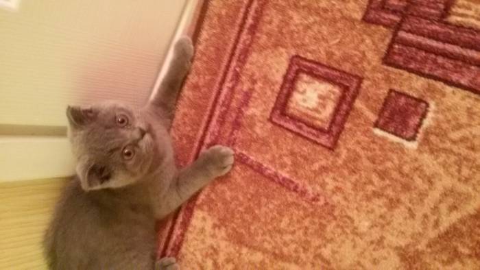 Котенок, фотография 2
