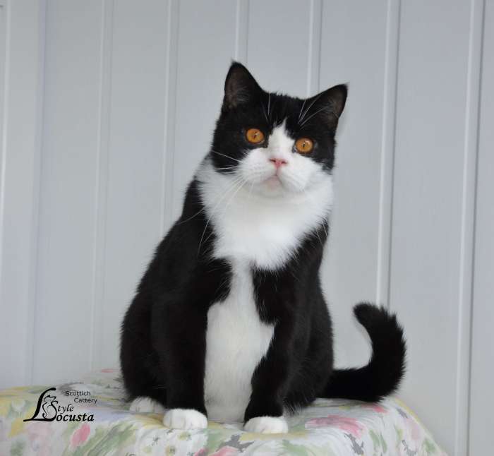Шотландские кошечки и котики для вас., фотография 3