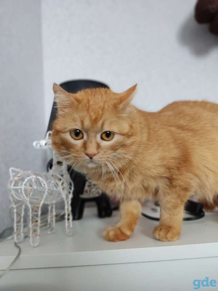 Кошка в дар, фотография 3