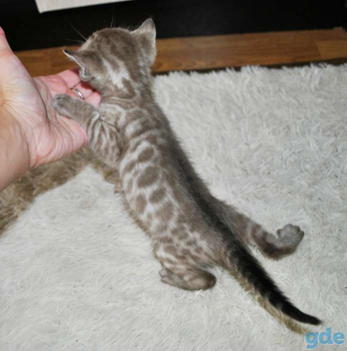Шикарные бенгальские котята, фотография 8