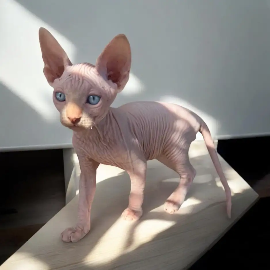 Котята канадского сфинкса, фотография 4