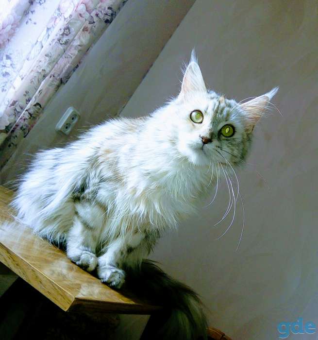 Мейн-кун, фотография 5
