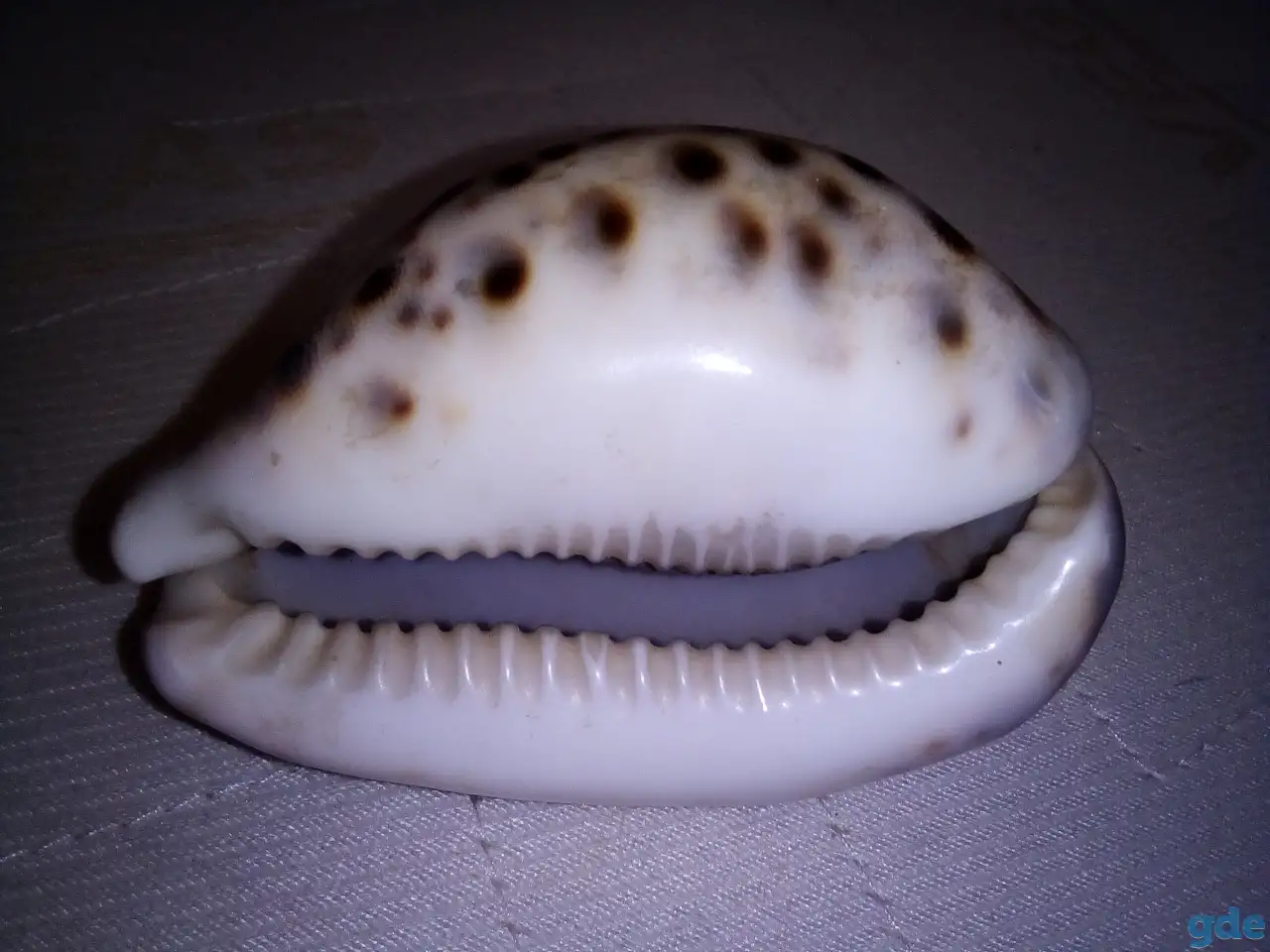 Морские раковины, фотография 4