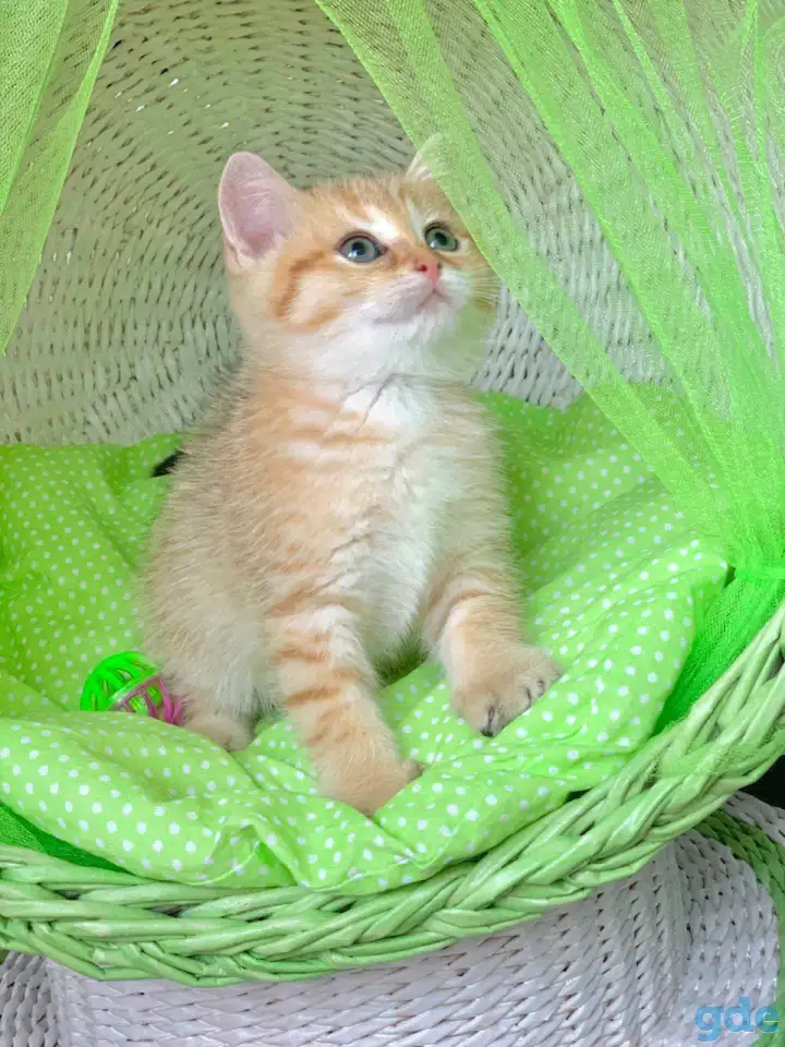 ЗОЛОТАЯ ШИНШИЛЛА шотландские котята, фотография 2