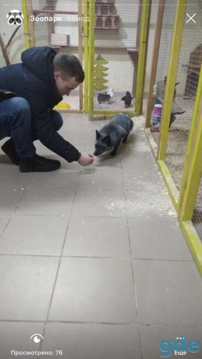 Продаётся лиса чернобурка, фотография 3