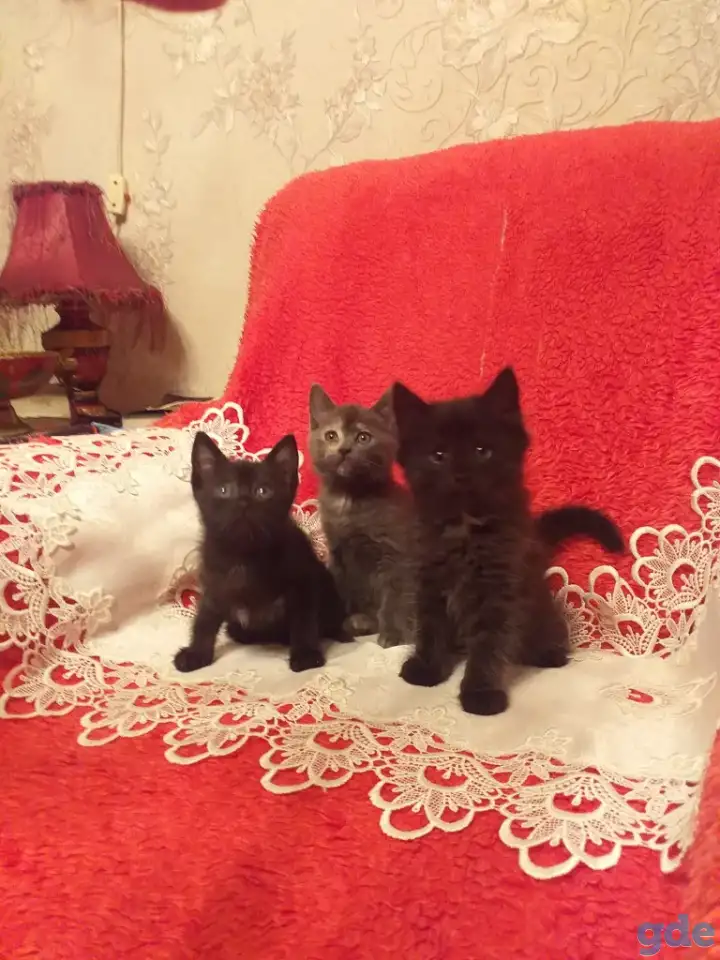 Котята в хорошие руки, фотография 3