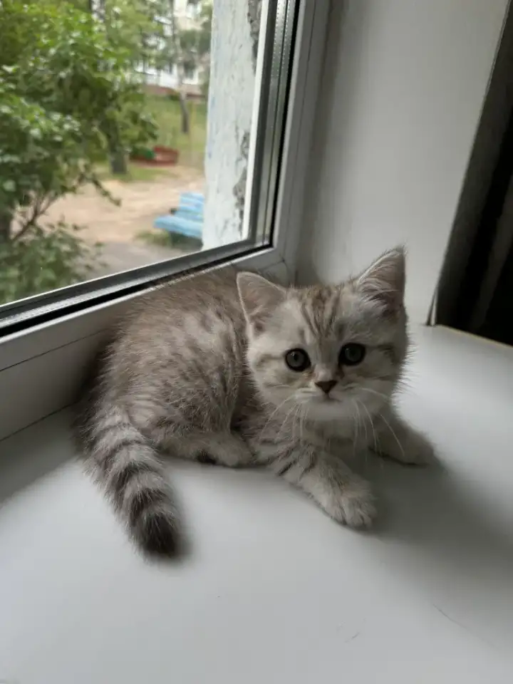 Шотландские котятатабби, фотография 3
