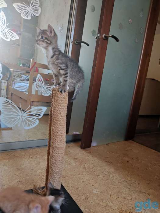 Котята в дар, фотография 6