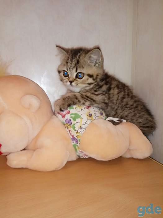 Продать котята разных окрасов, фотография 5