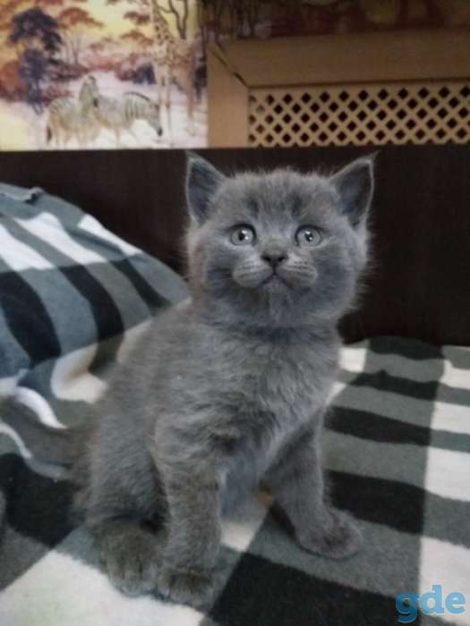 Милые ШОТЛАНСКИЕ КОТЯТА, фотография 5