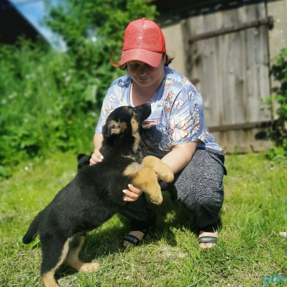 Немецкой овчарки щенки, фотография 6