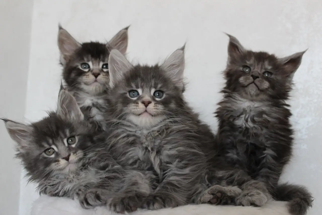 Котята мейн-кун!, фотография 3