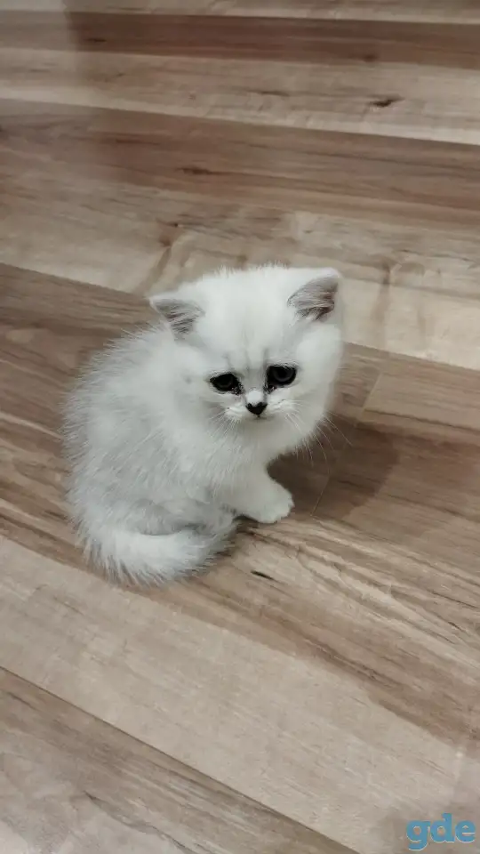 Котёнок девочка британская короткошерстная, фотография 4