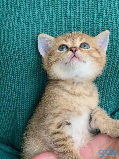 Шикарный шотландский котёнок, фотография 6