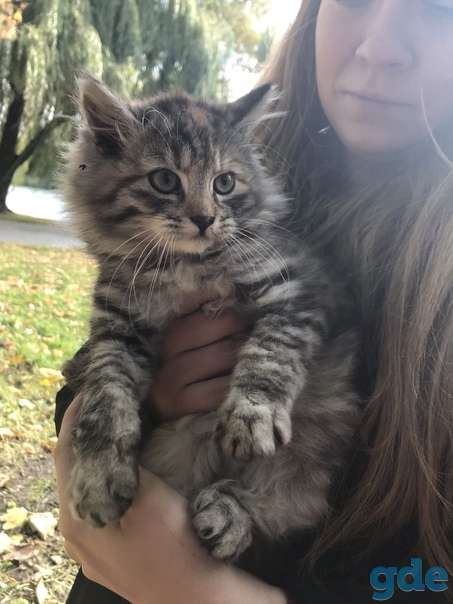 Котенок ищет дом, фотография 1