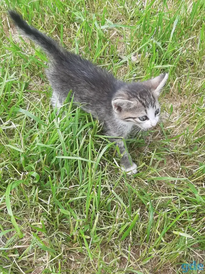 Свои котята в дар, фотография 6