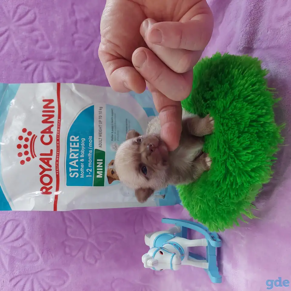 Мини чихуахуа, фотография 7